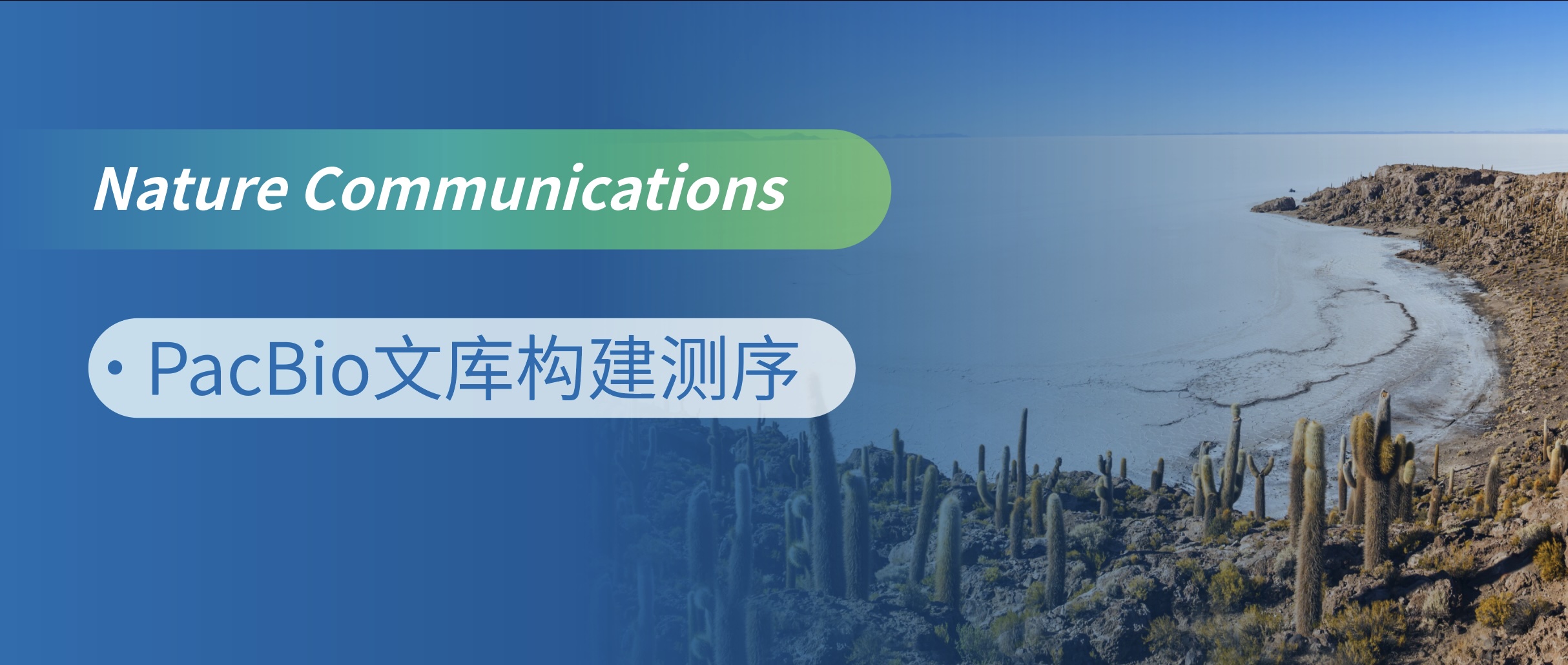 PacBio长读长测序揭示盐生植物内生真菌Laburnicola rhizohalophila的基因组可塑性和杂交导致的适应性进化机