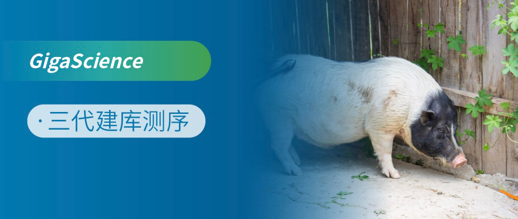 哺乳动物-金华猪的T2T组装助力实现更准确的遗传研究