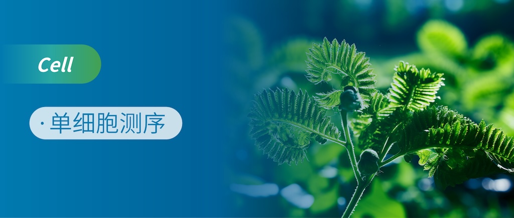 植物单细胞测序又一力作，维管植物单细胞图谱改写植物基因发现格局