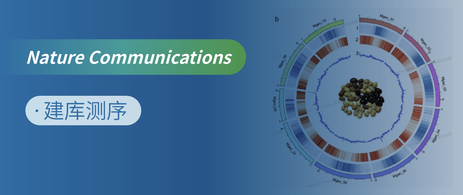 孤儿作物-克氏落花生基因组分析揭示其低遗传多样性
