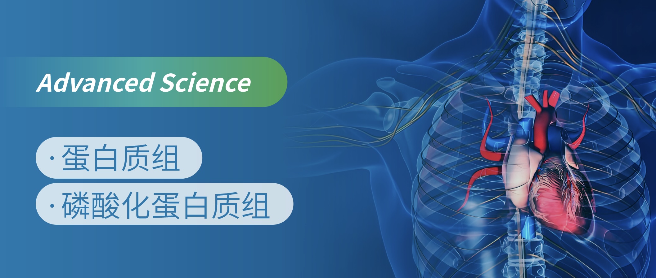 重磅发现：PAK2——心律失常的关键新靶点与干预新策略