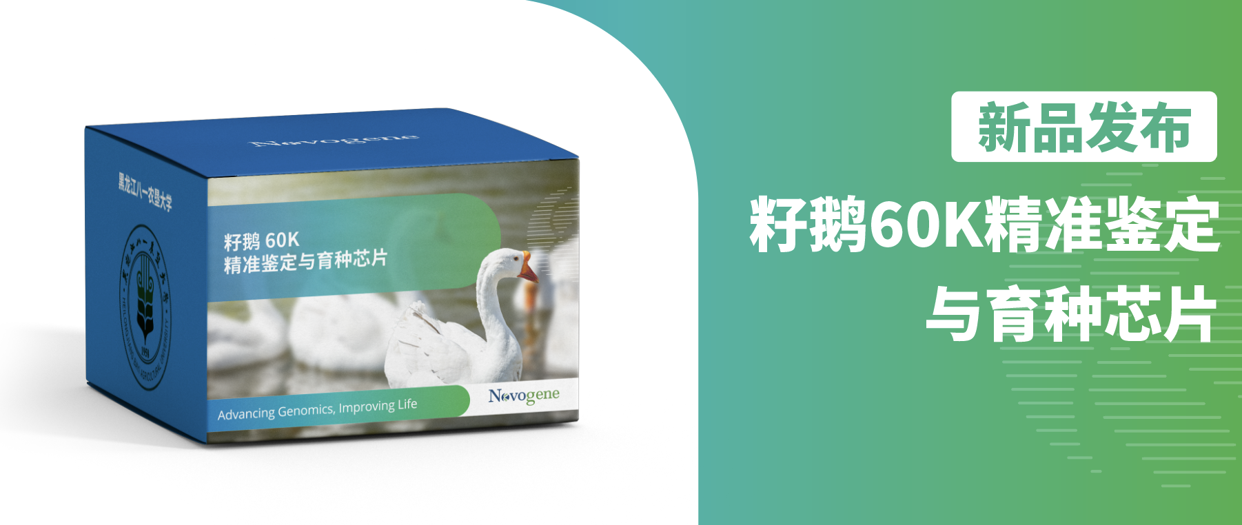 新品发布｜籽鹅60K精准鉴定与育种芯片