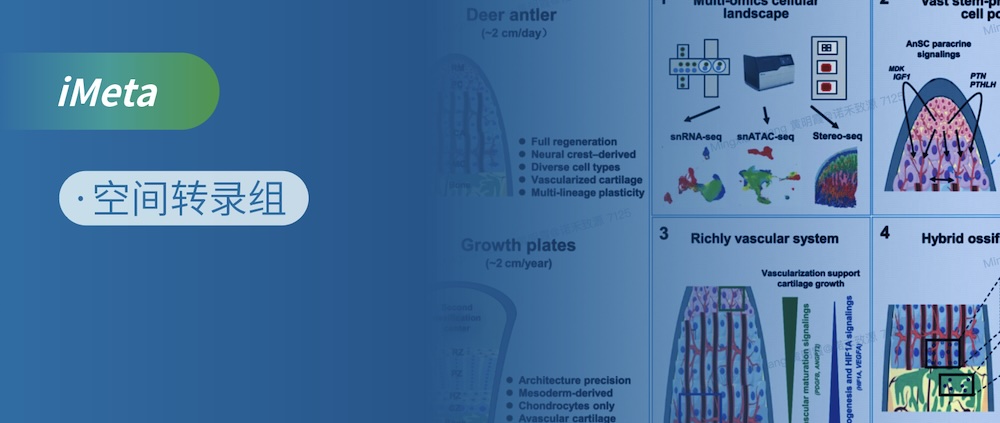 Stereo-seq 时空组学揭秘鹿角再生奇迹：每日长2cm，快生长还不癌变的核心密码