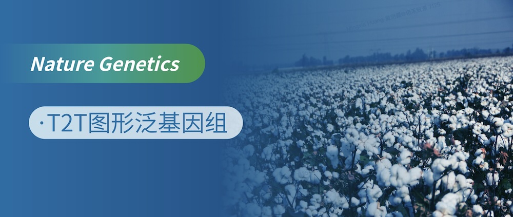 全球首个棉花T2T图形泛基因组，解码陆地棉基因组“暗物质”，解锁棉花育种新密码