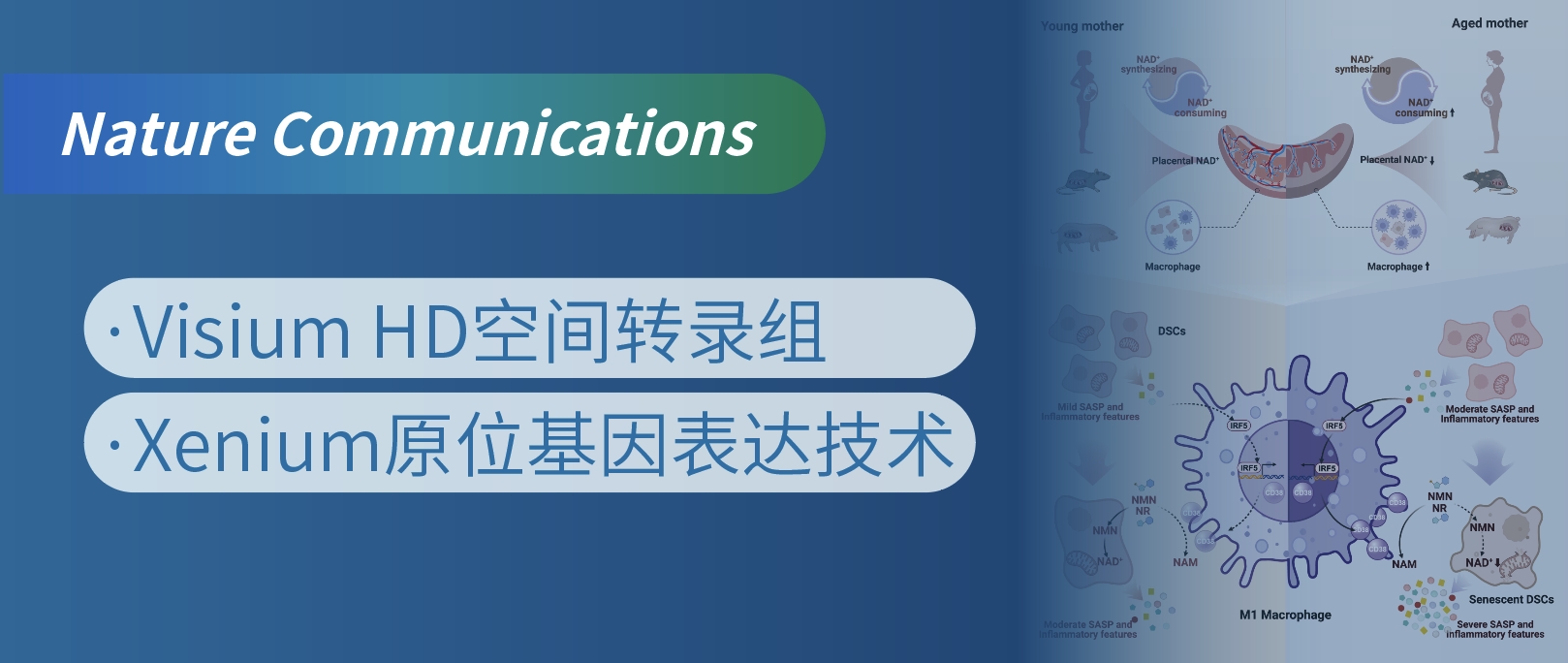 Visium HD与Xenium联用揭示高龄妊娠风险“元凶”，靶向干预方案改善妊娠结局新希望